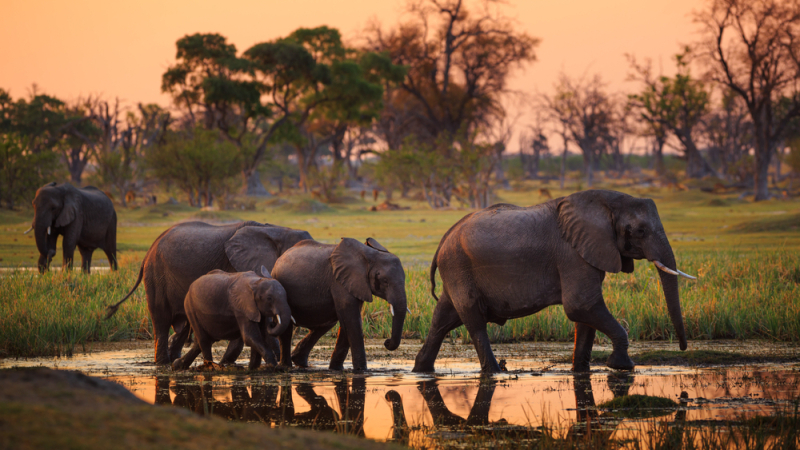 Няма да приемем "не“ за отговор: Заплашиха Германия с 20 000 слона