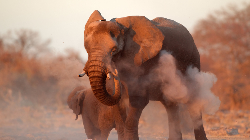 Слон уби туристка по време на сафари