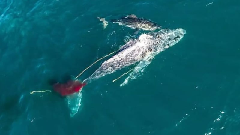 Заснеха как акула умъртвява 10-метров кит СНИМКА