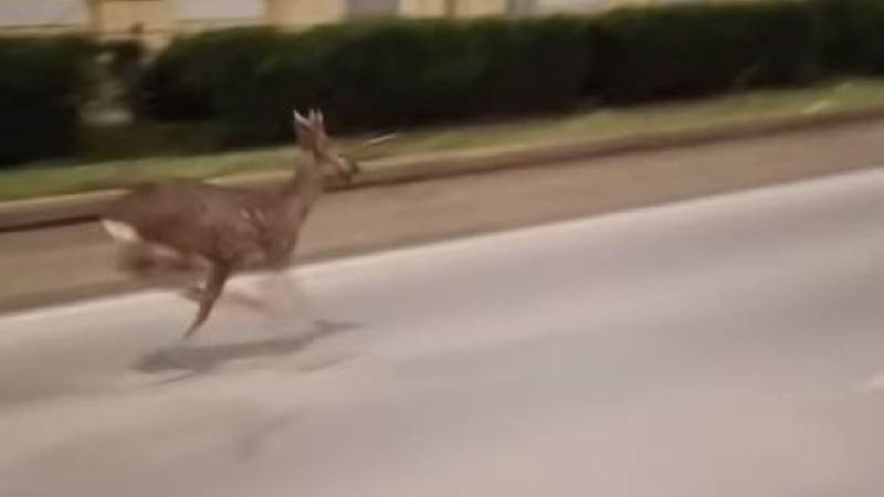 Изплашено диво животно препуска по улица в Русе ВИДЕО