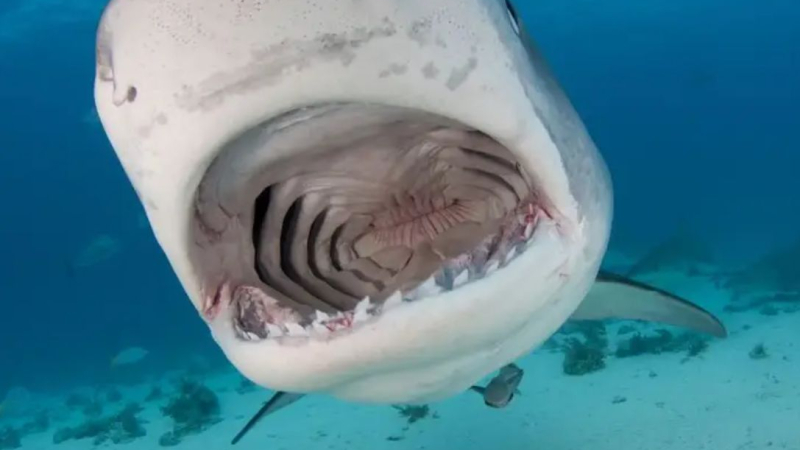 Акула глътна камера вместо водолаз, ето какво изумително ВИДЕО се засне