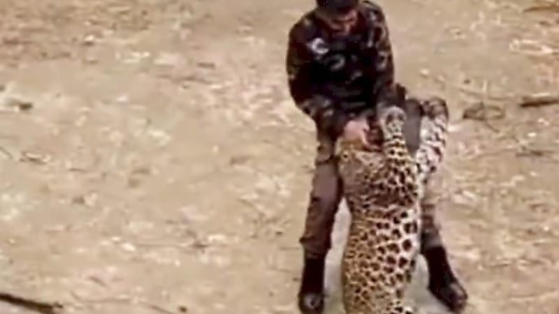 Леопард нахлу в населено място и ето какво се случи ВИДЕО 18+
