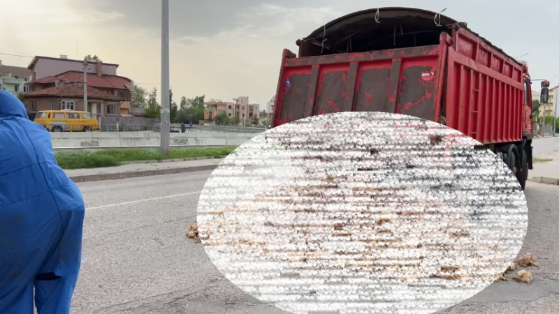 Трупове се изсипаха от камион в Хасково, миризмата е страшна ВИДЕО 18+