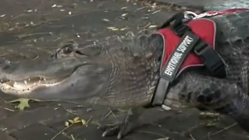 Прочут алигатор избяга, собственикът му отчаяно го дири ВИДЕО