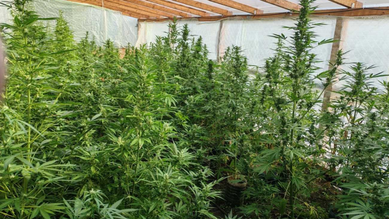 Варненец превърна къщата си в горичка с марихуана