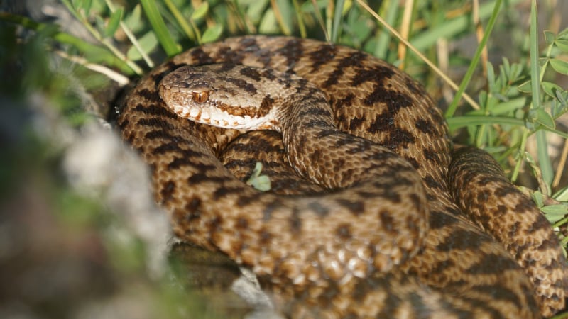 Смъртоносна опасност: Змии нападат и хапят в цяла България
