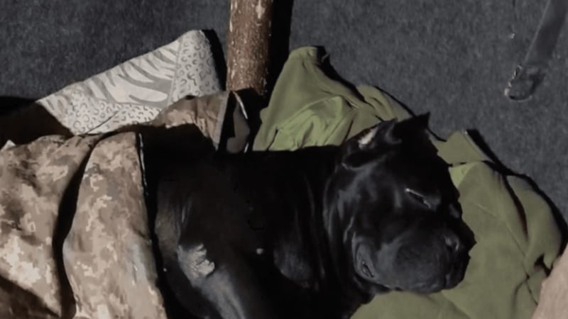 Почина известно куче разузнавач: Отхапа собствената си лапа, за да не попадне в плен 