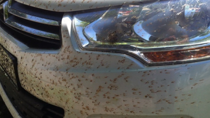 Съвети как да премахнете следите от мушици от колата си