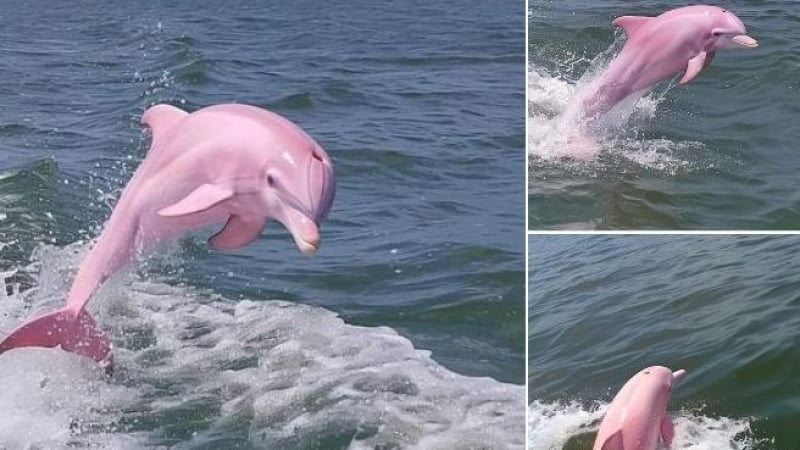 Розов делфин в Черно море подпали мрежата, истината за СНИМКИТЕ е шокираща