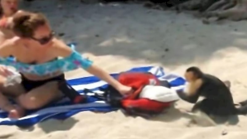 Вижте как маймуна, действаща заедно с игуана, ограби туристка на плажа ВИДЕО