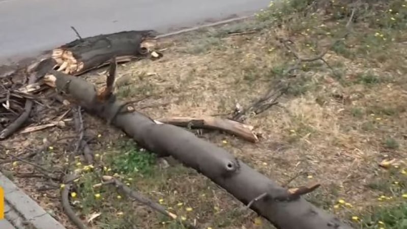 Апокалипсис в България: Дърво смаза движещ се автомобил, друго скъса жици и спря тока ВИДЕО