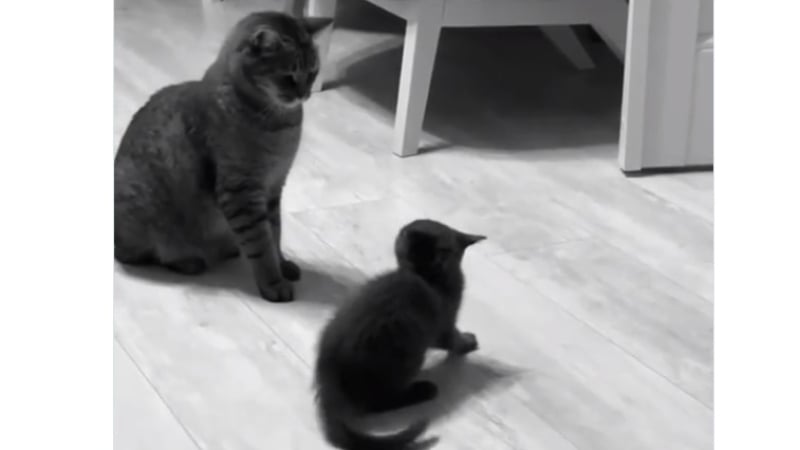 Коте нинджа показа удивителна тактика на безконтактната битка ВИДЕО