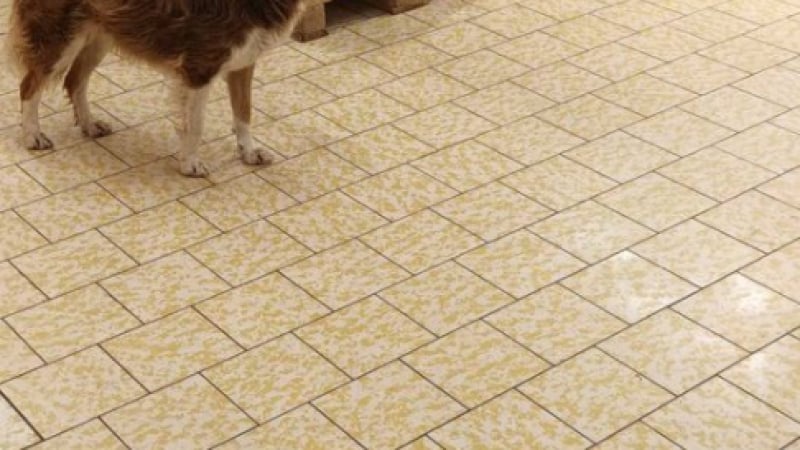 Жегата мори всички: Куче направи фурор в Ловеч, разхлади се във... СНИМКА