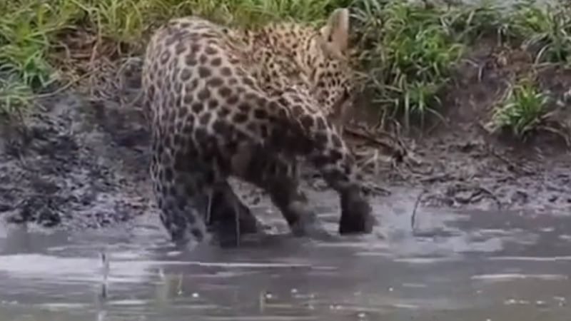 Леопард разсмя мрежата със своя улов във водоем ВИДЕО