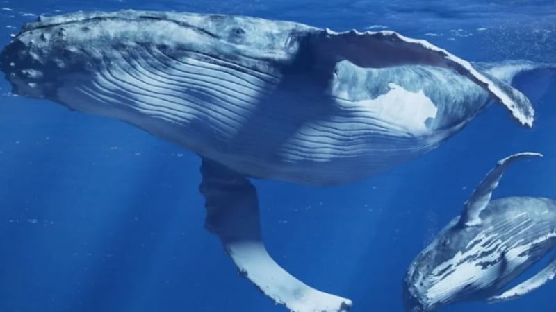 За първи път в историята заснеха на ВИДЕО как женски кит кърми малкото си