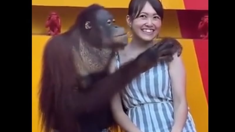 Забавно: Вижте как симпатичен орангутан съблазнява туристка ВИДЕО