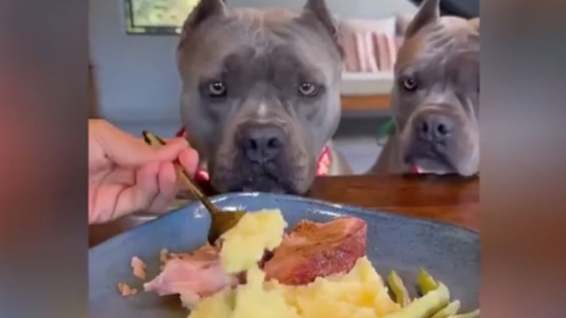 Кучешки "Мишлен": Обядът на тези две кучета изуми мрежата ВИДЕО
