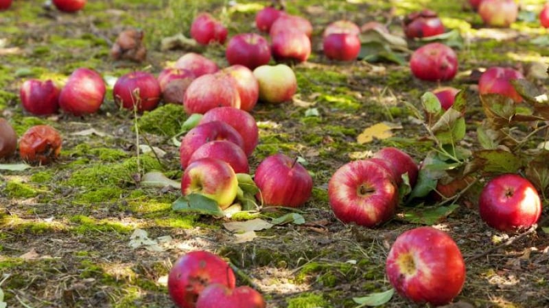 Урок по градинарство: Ето защо ябълките и крушите падат през юли!