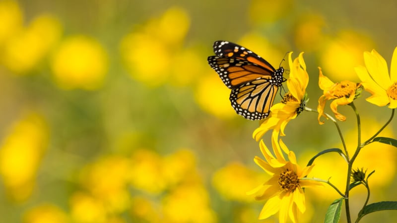 Откритие за пеперудите преобръща тотално науката!