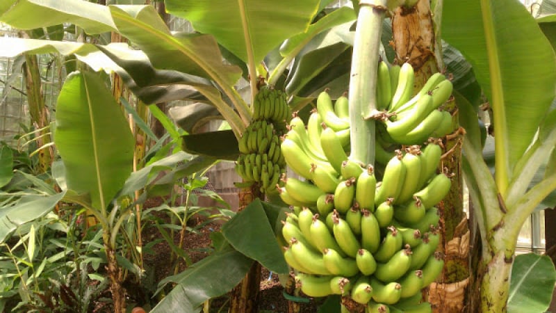 Видни родни климатолози казаха ставаме ли бананова република