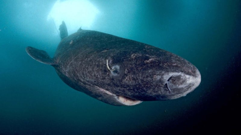 Ужасяващ звяр живее повече от 5 века в дълбините на океана! ВИДЕО