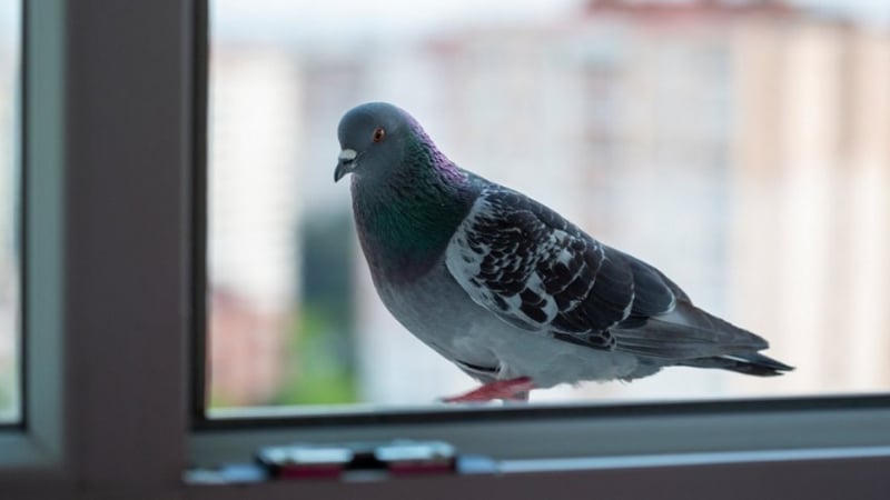 Поличба: Ако гълъб кацне на прозореца ви, чака ви...
