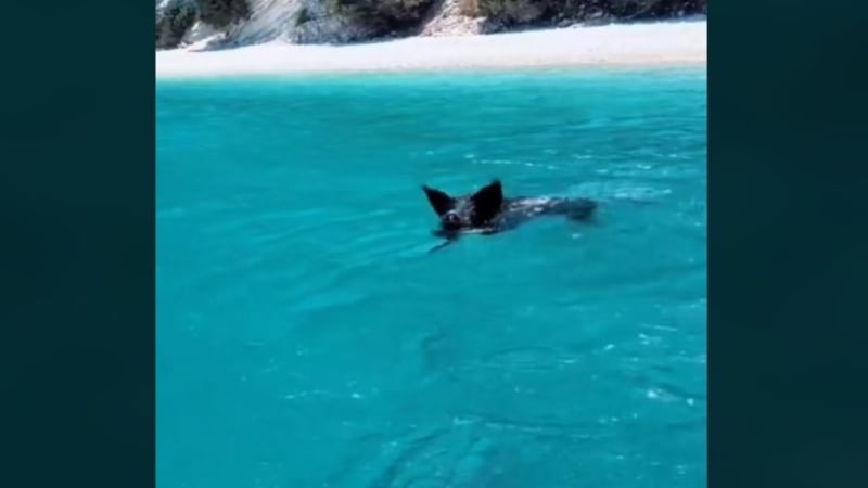 На хитов гръцки плаж прасета плуват заедно с хората ВИДЕО