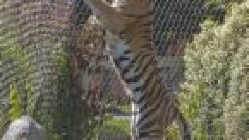 Индийските зоологически градини ще развъждат само "генетично здрави" тигри