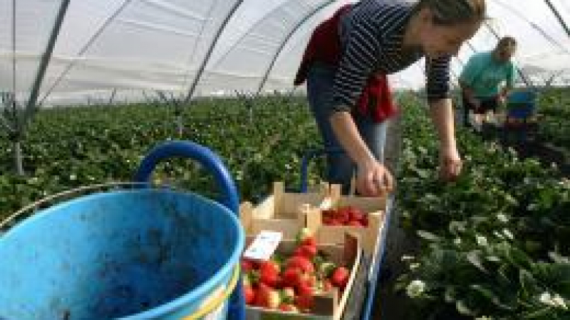 Берачите на ягоди от шотландските ферми на минус
