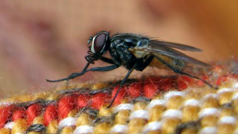 Учените разкриха защо мухите са неуловими
