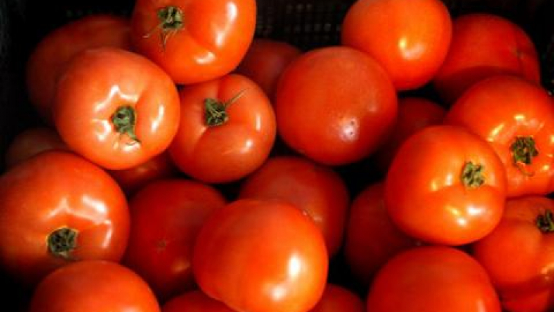 Оранжерии за домати ще правят и еленергия 