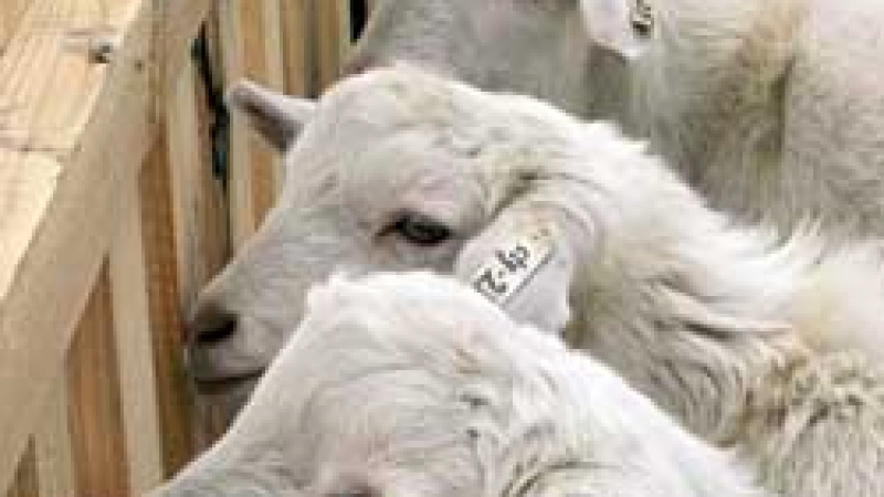 В Русия отглеждат кози с ... човешки гени