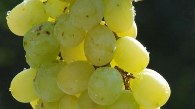 17 хиляди тона грозде от Плевенско е вече изкупено 
