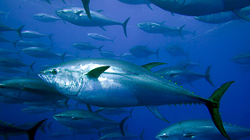 Испания и Япония забраняват улова на риба тон