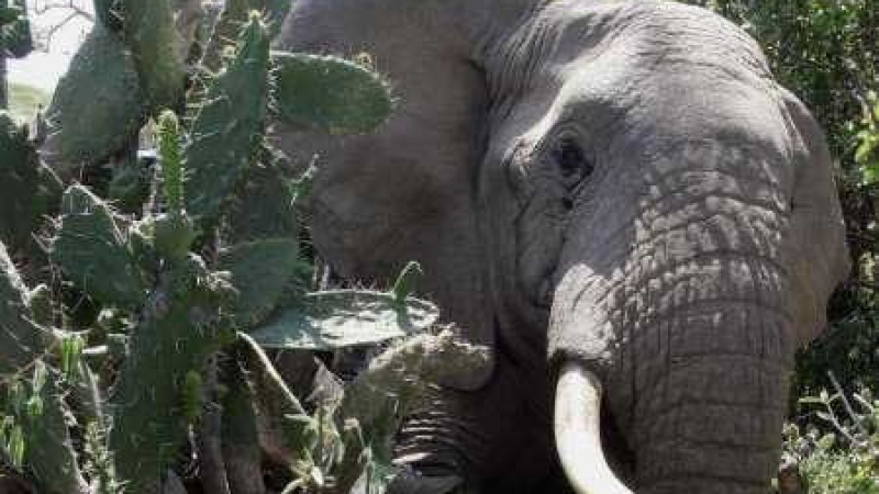 100 тона слонова кост изложени на търг в Намибия