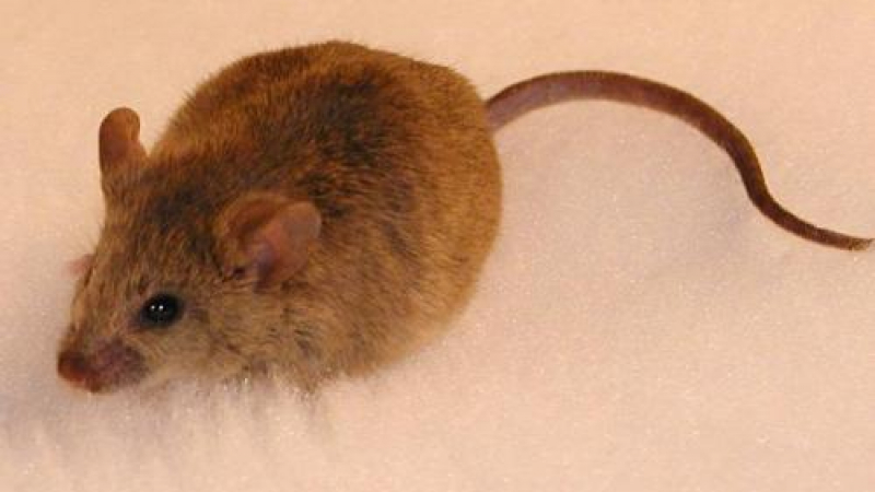 Японски учени възкресиха мишка, умряла преди 16 години
