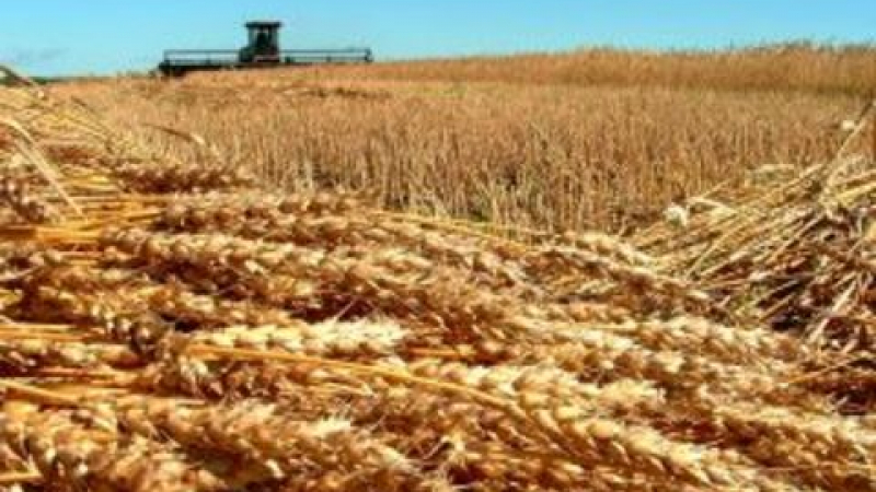 Светла Бъчварова: Зърнопроизводителите може и да получат субсидии