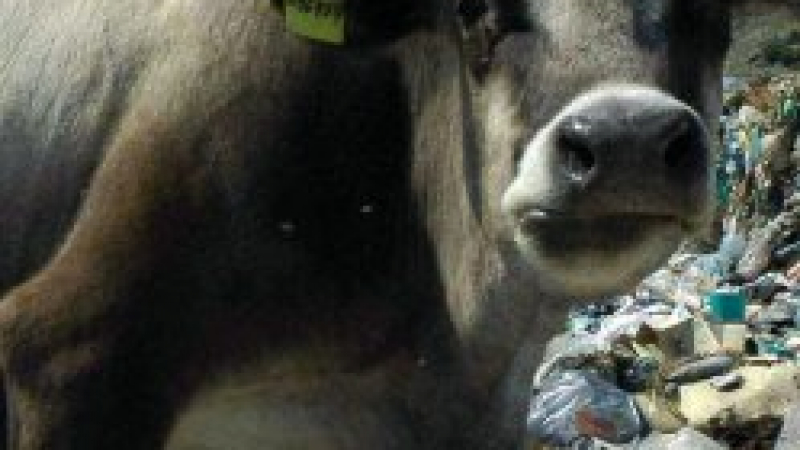 Завистници простреляли от засада два бика в Панагюрище
