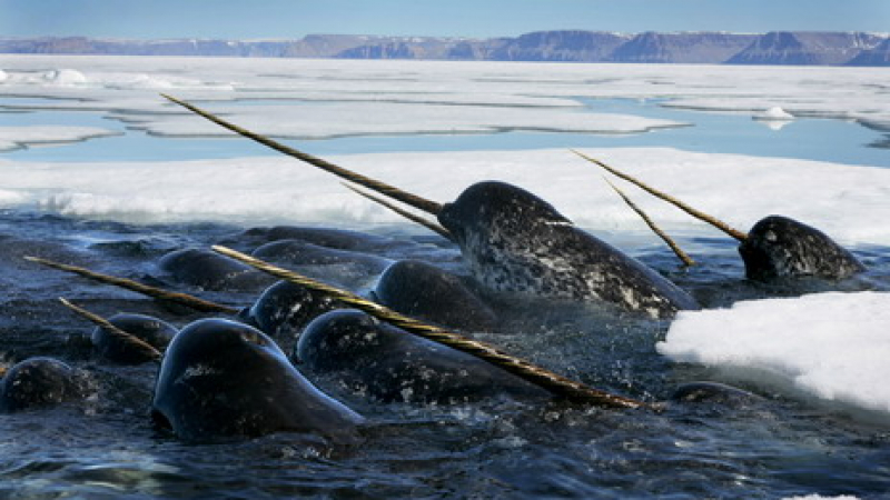 Около 200 кита в плен на ледовете край Канада