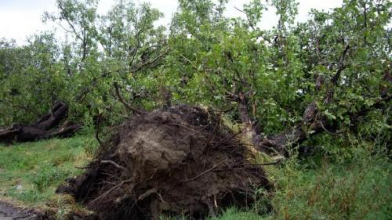 Паднали дървета и билбордове от бурята в София
