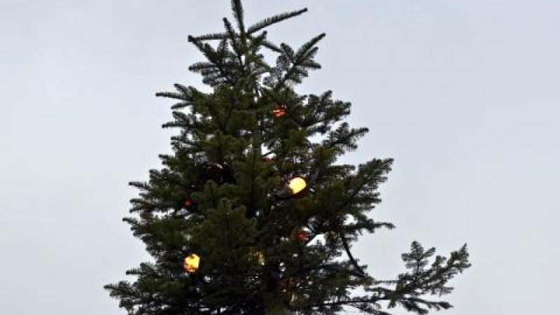 WWF стартира за втори път акцията „Коледна елха в саксия”
