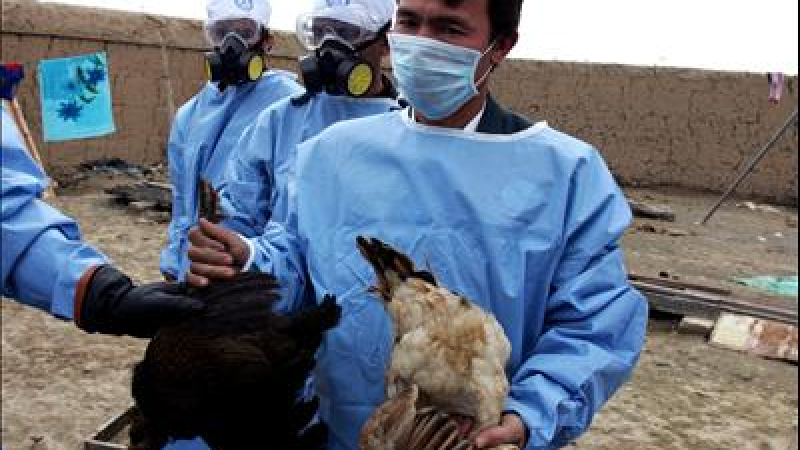 Нови случаи на птичи грип в Индия