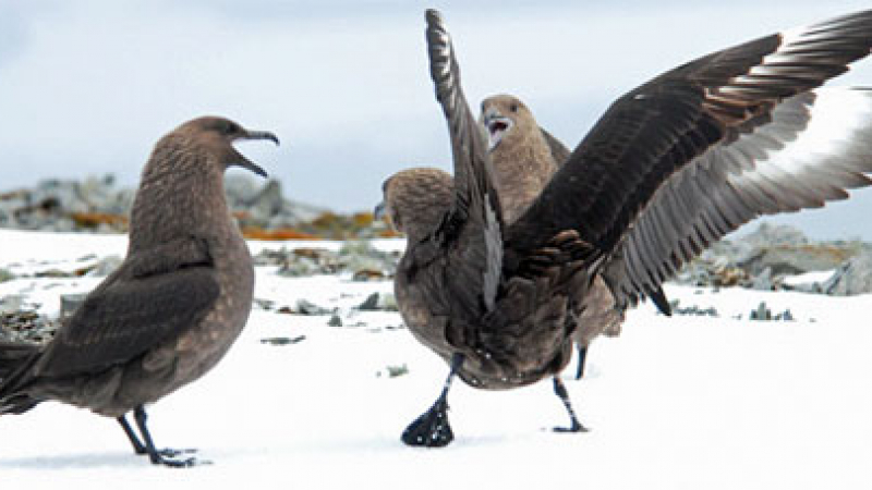 Птици в любовен период заплашват полетите в Антарктида