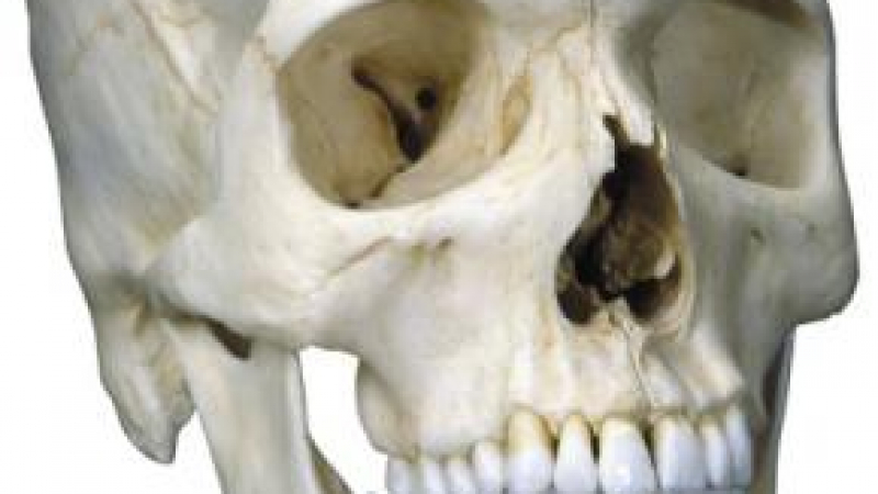 Част от човешки череп е намерен в Пловдив 
