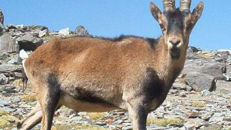 Испански учени клонираха изчезнала дива коза