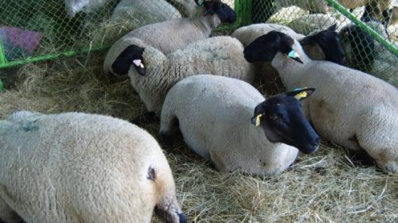 13-18 млн. лв. за кози, овце и едър рогат добитък 