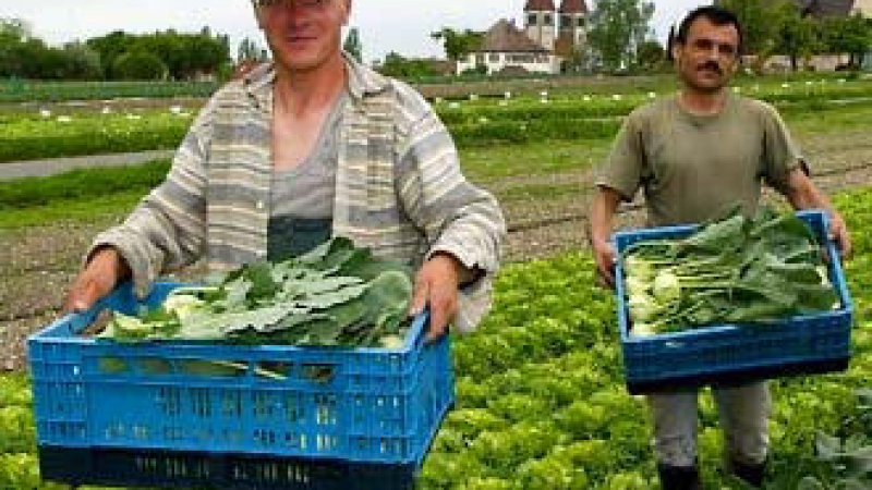 Германия набира български сезонни работници