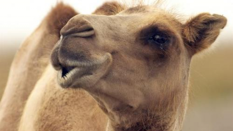Украйна не пуска в България руски камили