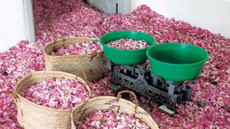 Глобалната криза сваля цената на розовото масло