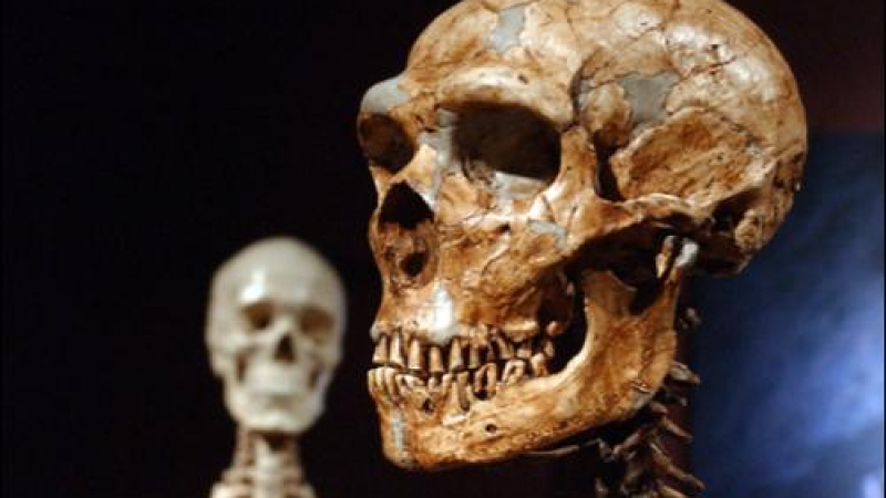Неандерталците можели да говорят